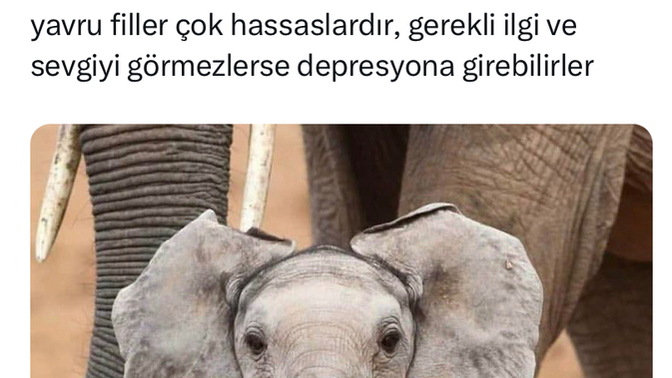 Bir fil olabilir misiniz 🤓 ?