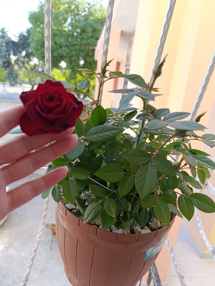 Çiçeğime ne olmuş, ne iyi gelir?