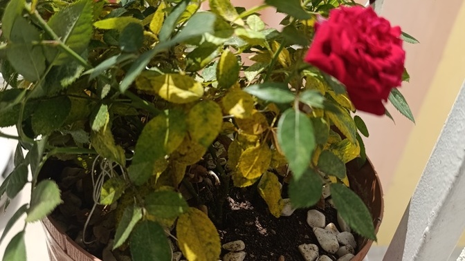 Çiçeğime ne olmuş, ne iyi gelir?