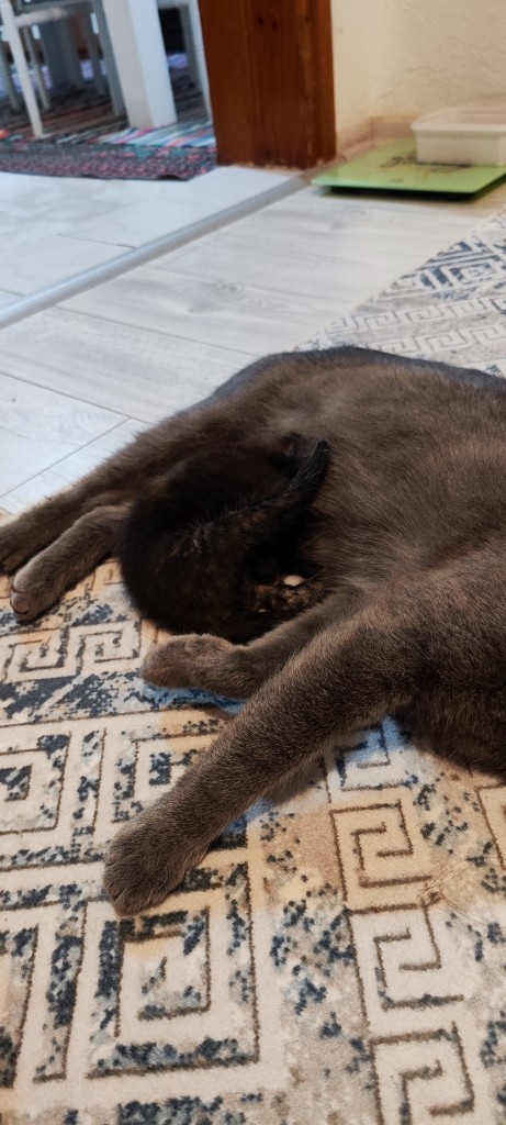 Kedime isim önerisi alabilir miyim?