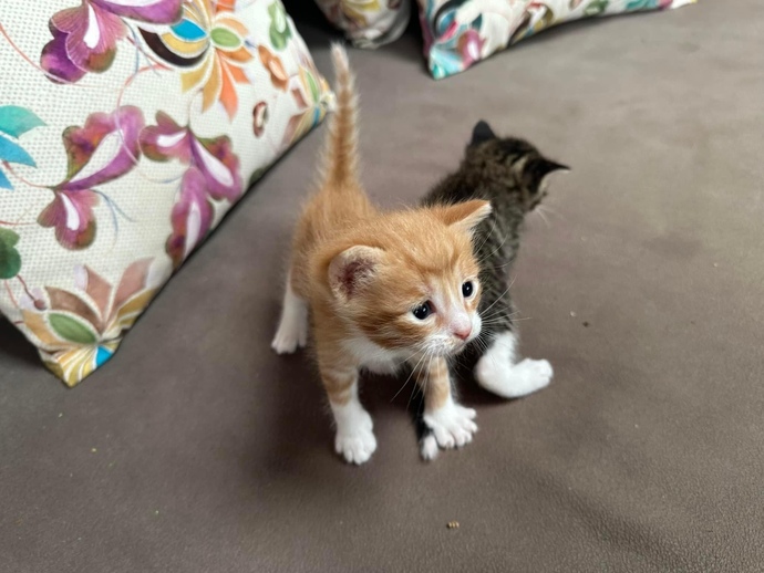 Kedi sahipleri, hangi kuru mamayı kullanıyorsunuz?
