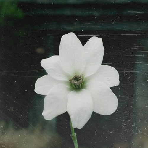 Simbelmynë