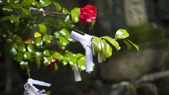 Hıdırellez dileklerinizi hazırladınız mı, dileğini gömecekler var mı?