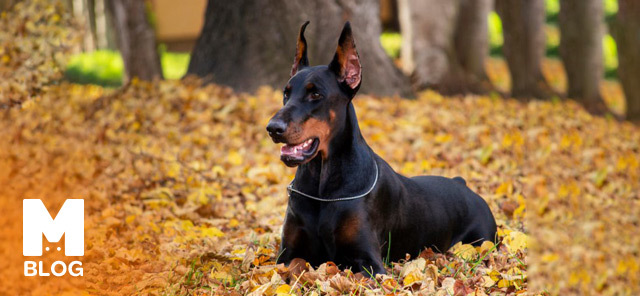 En havalı cins köpek sence hangisi?