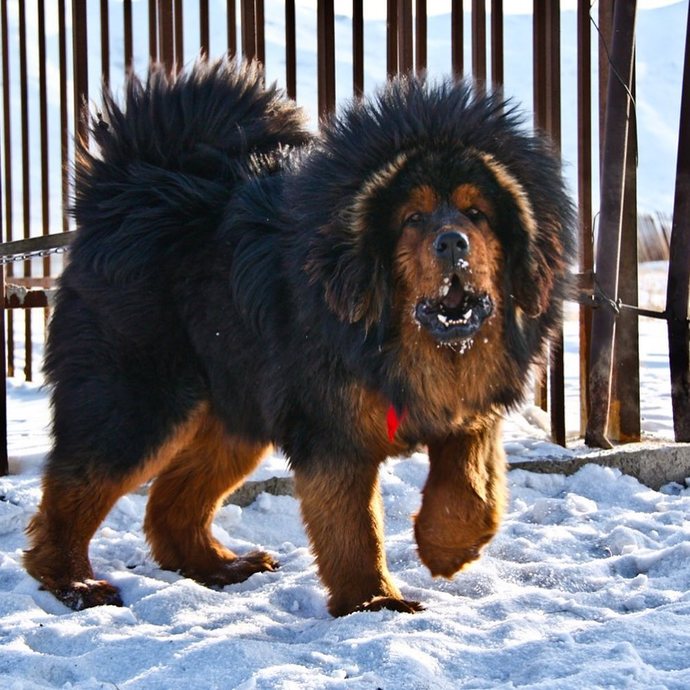 En havalı cins köpek sence hangisi?