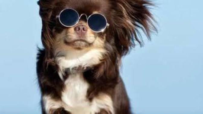 En havalı cins köpek sence hangisi?