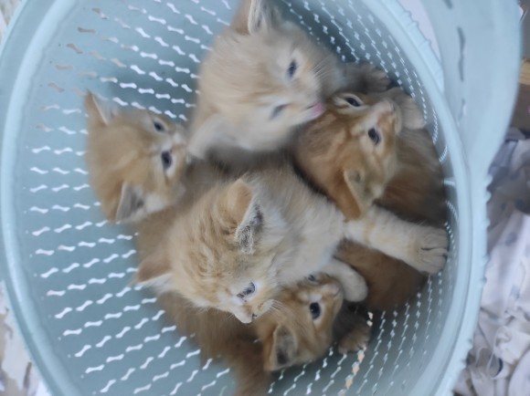 Kırk yılda bir gelen sarman tarçın kedi tutulması?