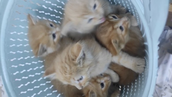 Kırk yılda bir gelen sarman tarçın kedi tutulması?