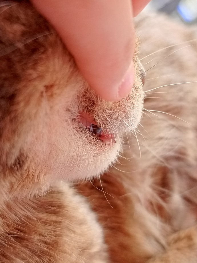 Belediye veterineri sokak kedisinin çürük dişini ücretsiz tedavi eder mi yoksa özel veteriner mi götürmliyim fiyatlrı kaç bilmiyrm?