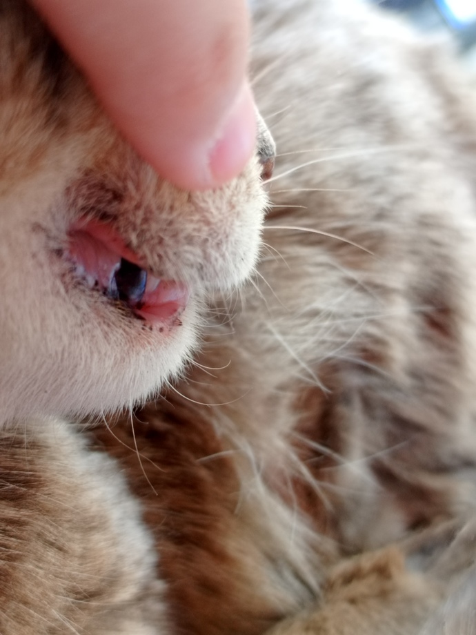 Belediye veterineri sokak kedisinin çürük dişini ücretsiz tedavi eder mi yoksa özel veteriner mi götürmliyim fiyatlrı kaç bilmiyrm?