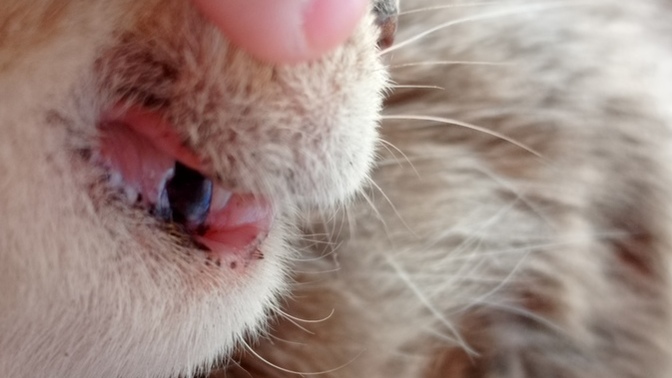 Belediye veterineri sokak kedisinin çürük dişini ücretsiz tedavi eder mi yoksa özel veteriner mi götürmliyim fiyatlrı kaç bilmiyrm?
