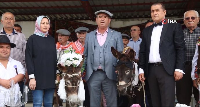 Antalyada 2 eşeğe düğün yapıldı. Hayvanların düğününe katılmak ister miydin?
