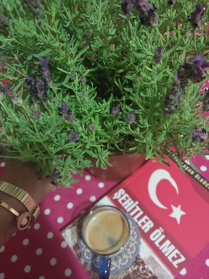 Lavanta çiçeğinin saksıda bakımı nasıl olur?