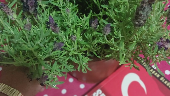 Lavanta çiçeğinin saksıda bakımı nasıl olur?