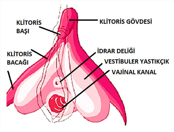 Önerdiğiniz cinsel oyuncaklar var mı?