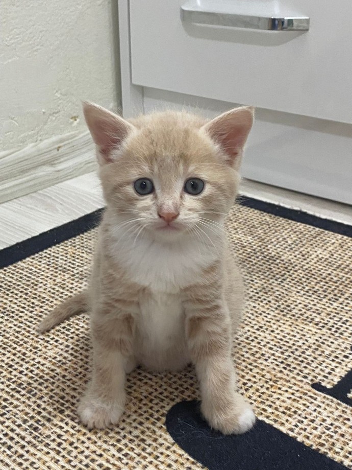 Kedi sevmeyen insan mi olur?