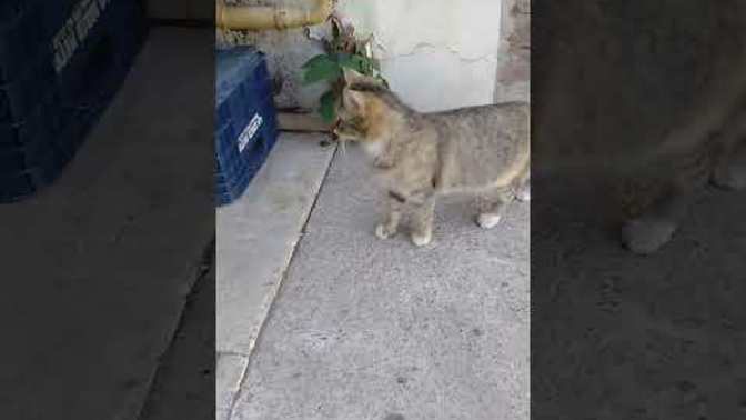 Kedi sevmeyen insan mi olur?