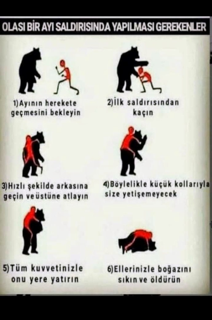 Ormanda yürüyüşe çıktınız ve karşınıza bir ayı çıktı tepkiniz ne olur🙄?