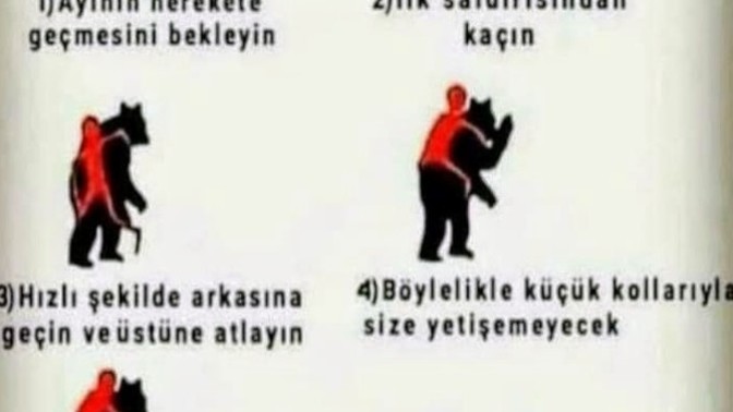 Ormanda yürüyüşe çıktınız ve karşınıza bir ayı çıktı tepkiniz ne olur🙄?