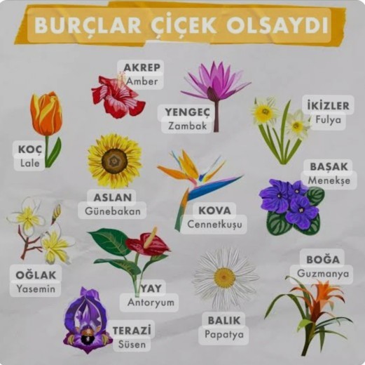 Burçlar çiçek olsaydı hangi çiçek olurdu?