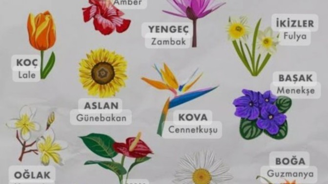 Burçlar çiçek olsaydı hangi çiçek olurdu?