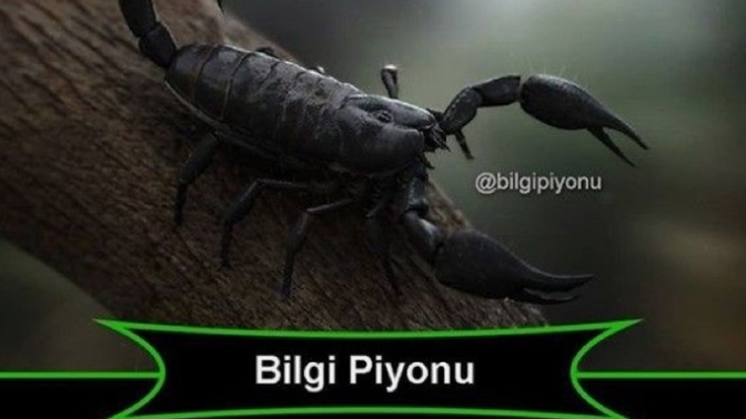 Sizi ne öldürür?