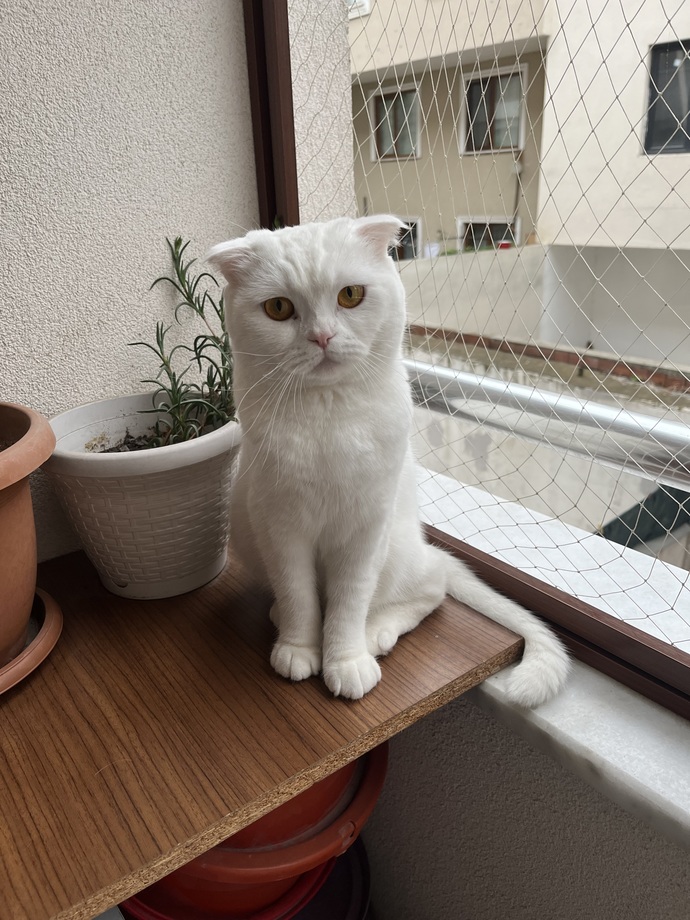 Kedilerle aranız nasıl?