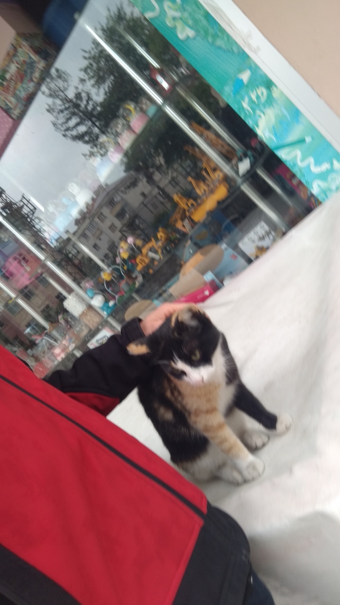 Kedilerle aranız nasıl?
