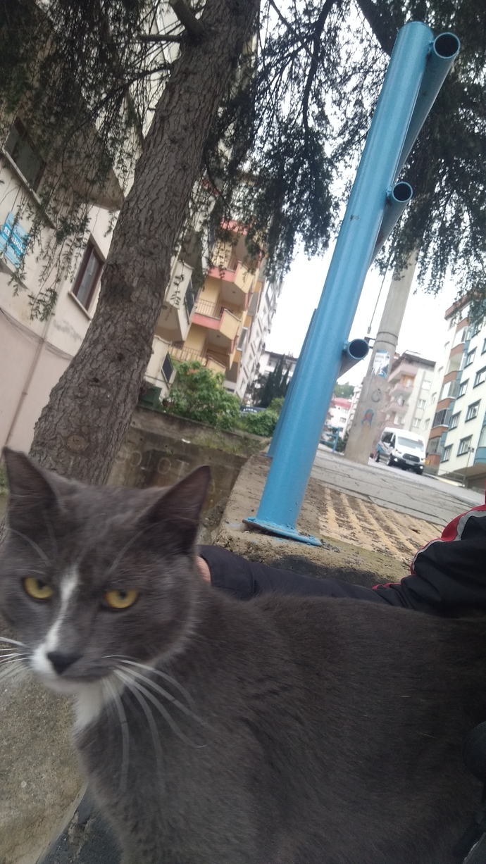 Kedilerle aranız nasıl?