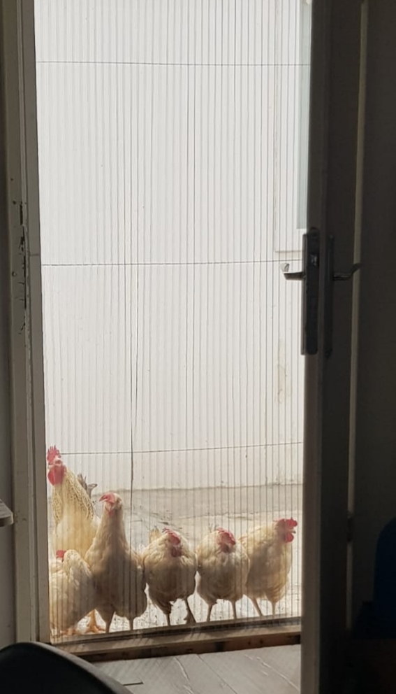 Yeni korumalarım nasıl?