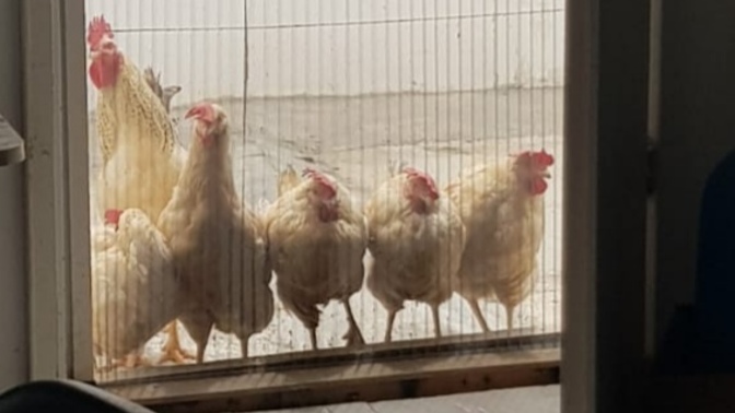 Yeni korumalarım nasıl?
