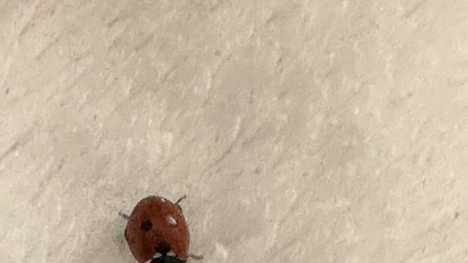 Uğur böceği dediğimiz böceklerin gerçek adi ne?