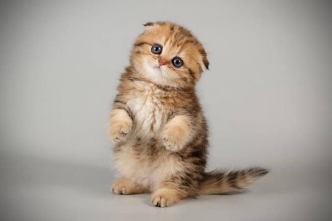 En sevdiğiniz kedi cinsi hangisi?