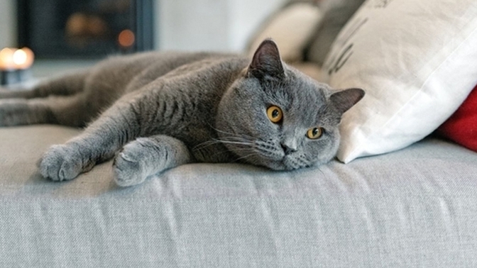 En sevdiğiniz kedi cinsi hangisi?
