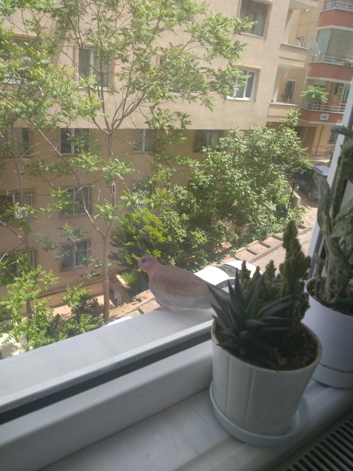 Kumrular en çok ne yemeyi sever?