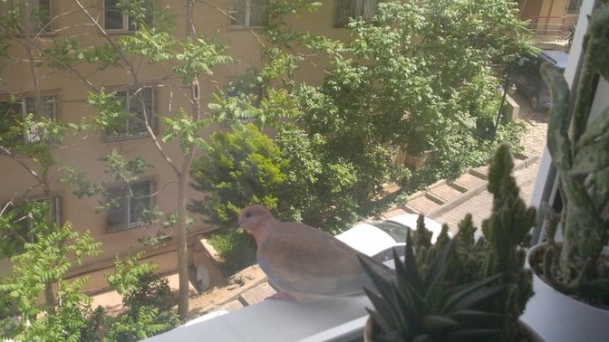 Kumrular en çok ne yemeyi sever?