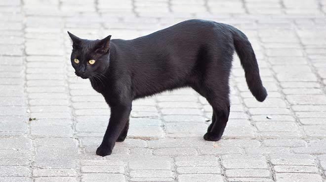 En son kimle arana kara kedi girdi?