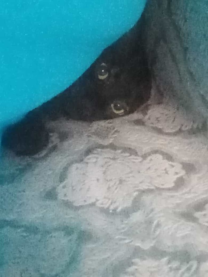 En son kimle arana kara kedi girdi?
