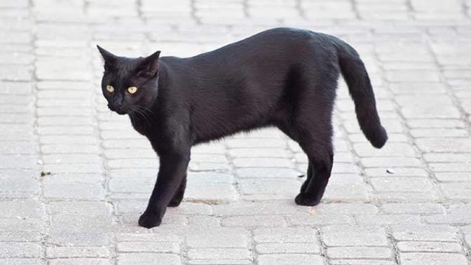 En son kimle arana kara kedi girdi?