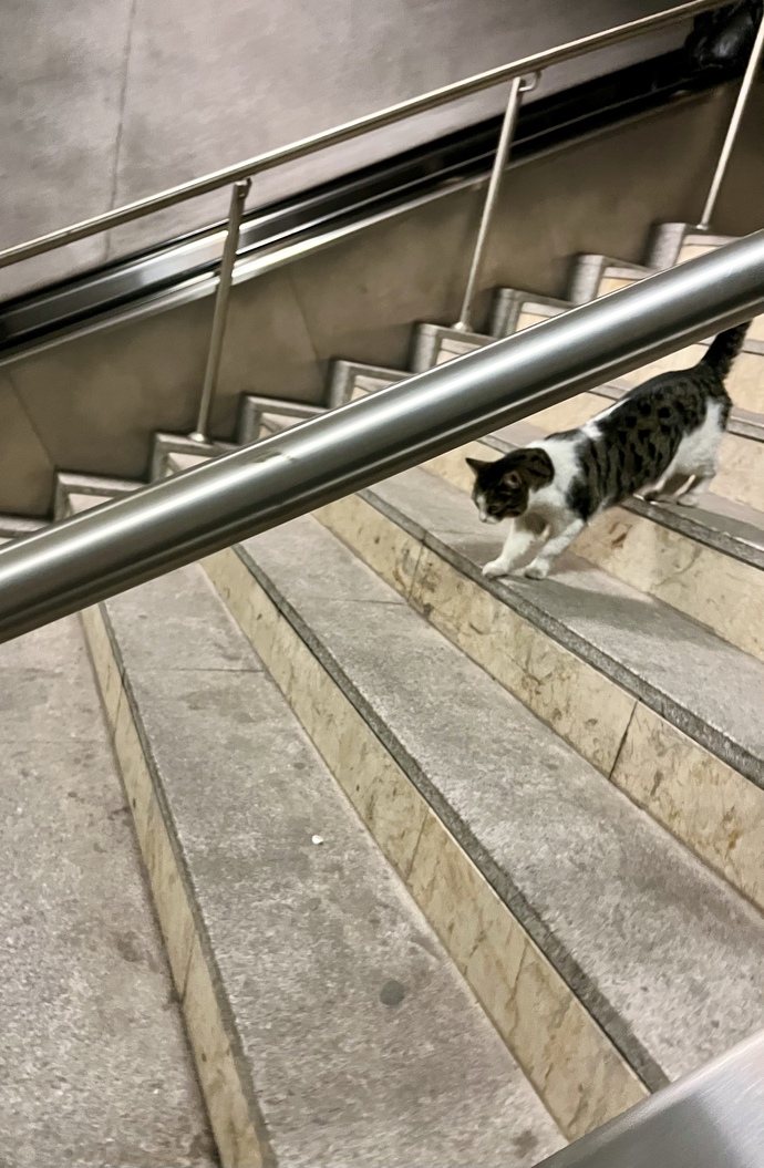 En son çektiğin fotoğrafı paylaşır mısın🐈?