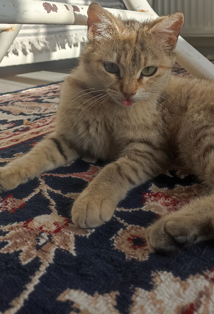 En son çektiğin fotoğrafı paylaşır mısın🐈?