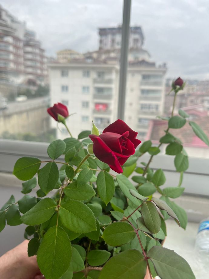 Maşallah 🧿