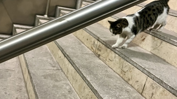 En son çektiğin fotoğrafı paylaşır mısın🐈?