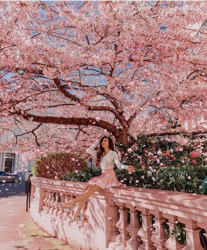#Sakura ağaçları sizin kâlbinizde açsalar nasıl olur?