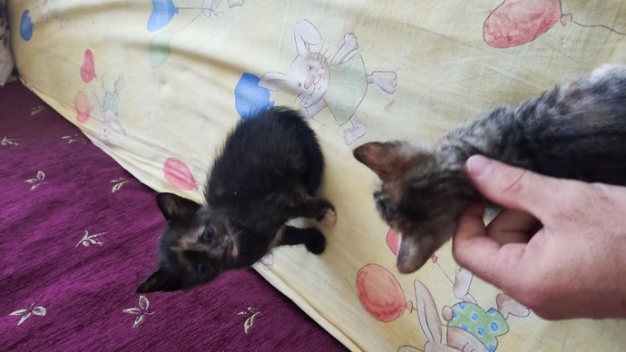 Böyle böcük gördünüz mü?