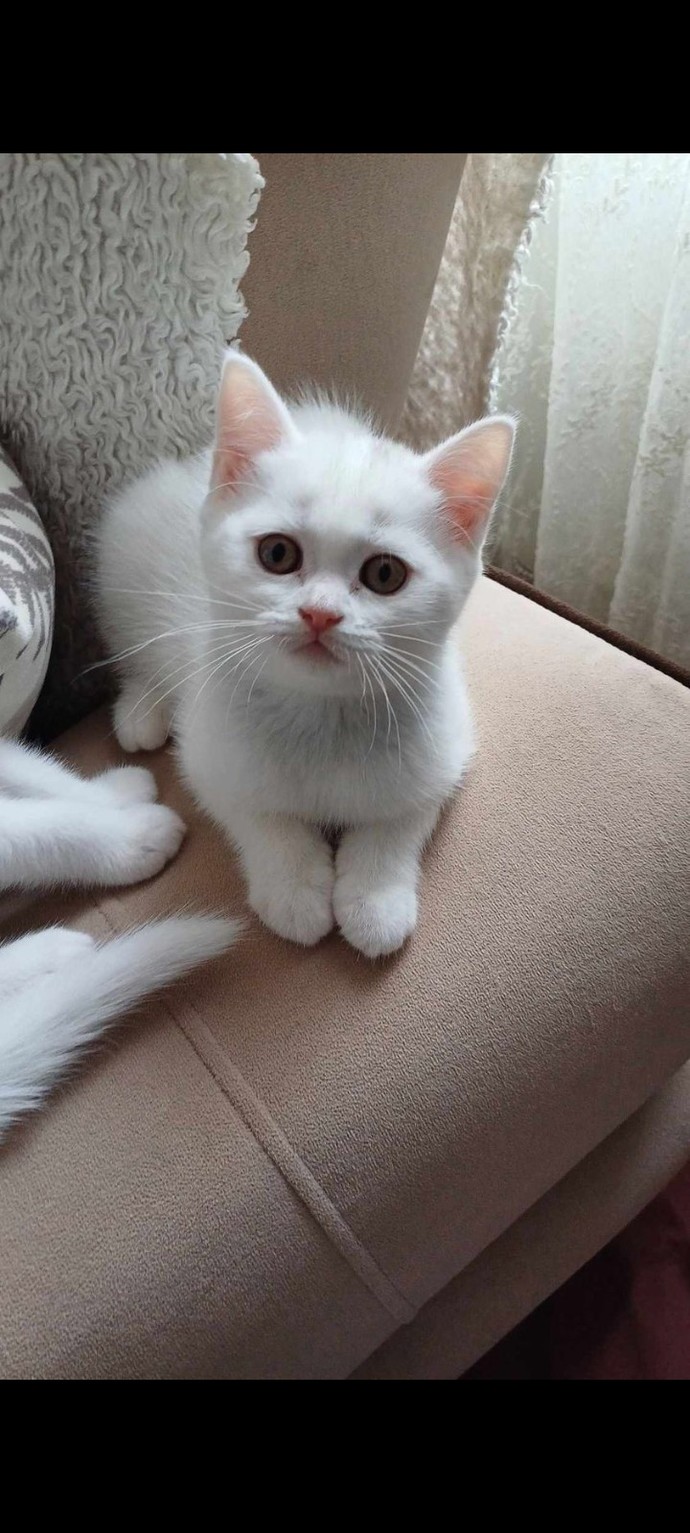 Sizce hangisini almalıyım? Cins hayvanlardan anlayan var mı?