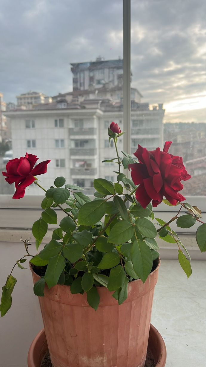 Telefonla çektiğiniz son iki fotoğraf nedir?