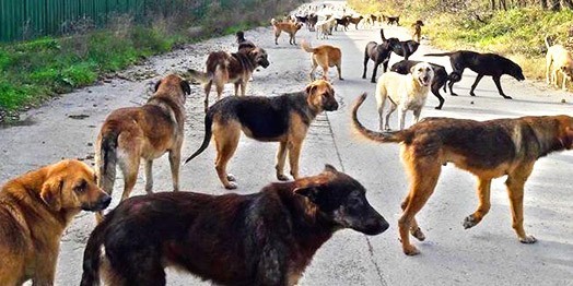 Sokak köpekleri uyutulmalı mı sizce?