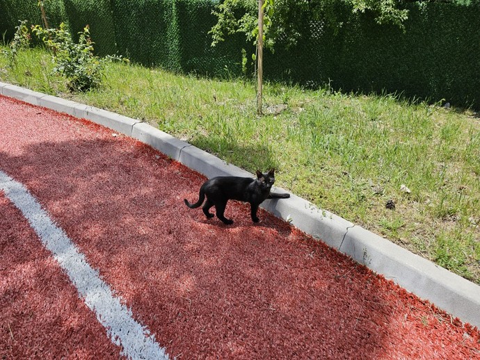 Yürüyüş zamanı ve sevimli kedi?