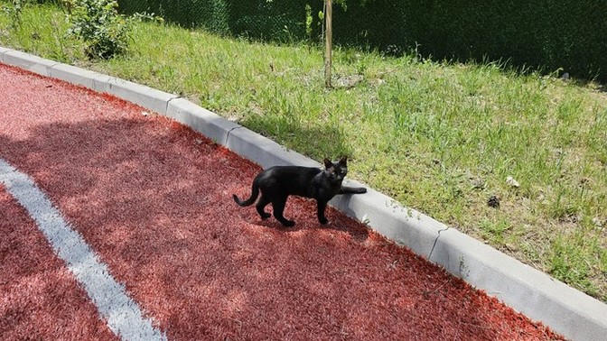 Yürüyüş zamanı ve sevimli kedi?